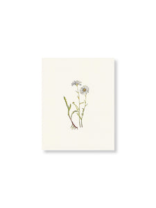 Original Framed Botanical Watercolour by Emily Carlaw
